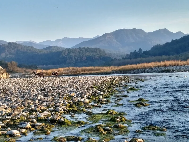 Kosi River, Araria