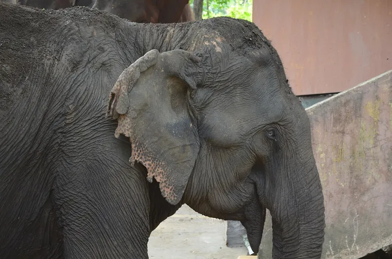 Dalma Wildlife Sanctuary, East Singhbhum