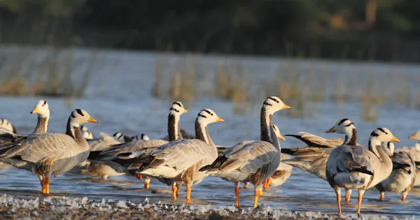 Magadi Bird Sanctuary, Gadag