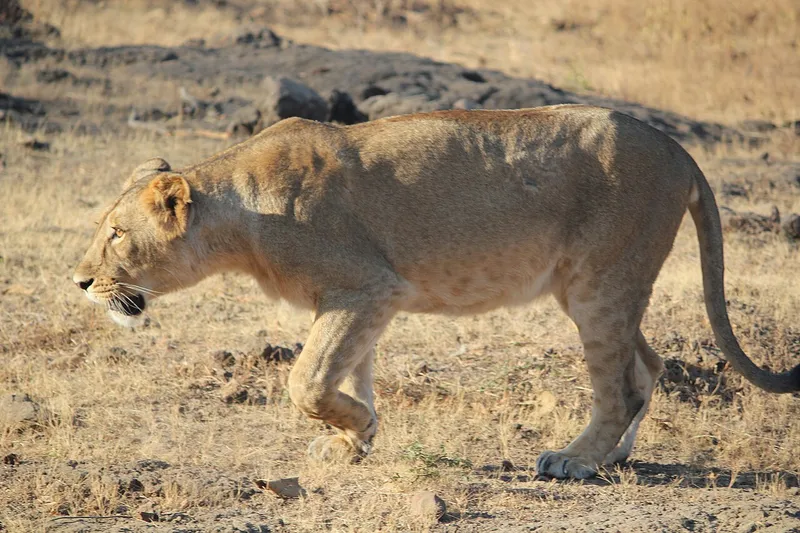 Gir National Park, Gir Somnath