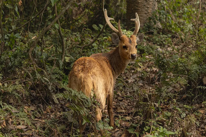 Kaziranga National Park, Golaghat