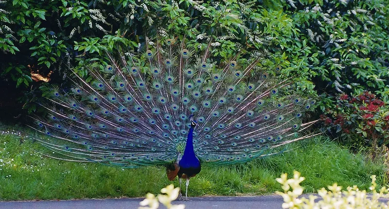 Bankapura Peacock Sanctuary, Haveri