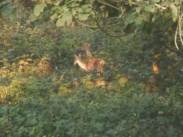 Deer in Dudhwa National Park, Lakhimpur Kheri