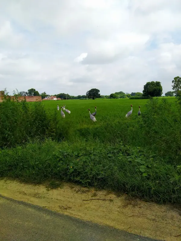 Sarus Crane in Kishni, Mainpuri District, Mainpuri