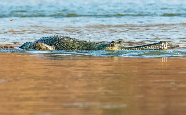 Gharial at the National Chambal Sanctuary, Morena