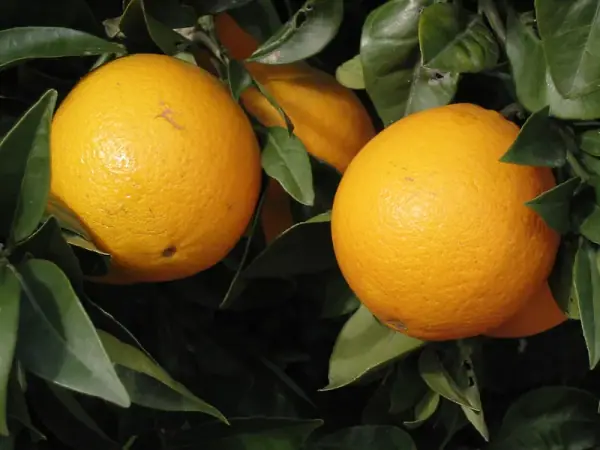 Orange (santra) orchards of the Sausar belt, Pandhurna