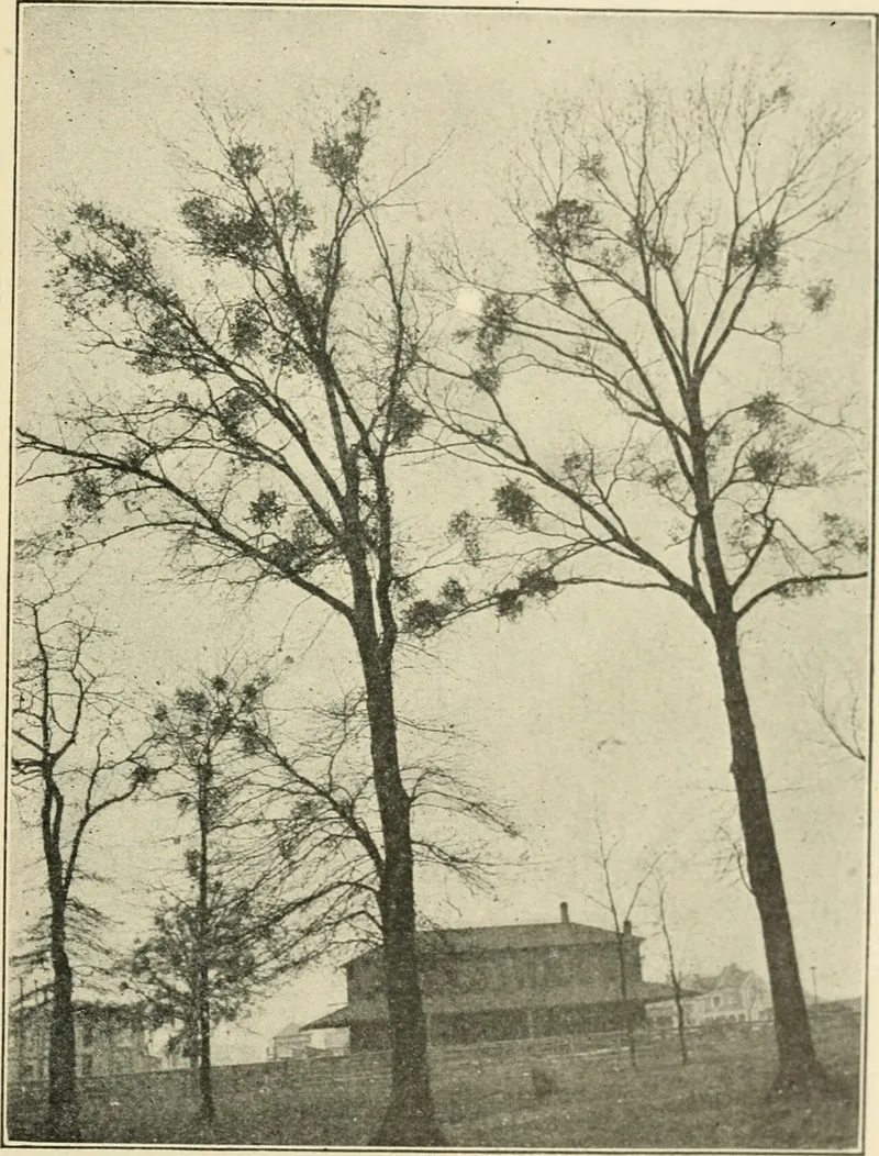 Peren Fort, Peren