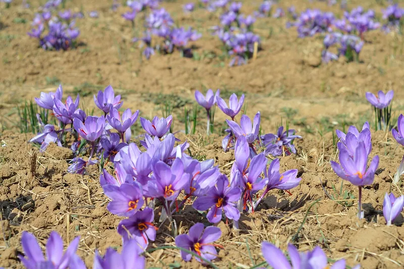 Saffron Fields, Pulwama