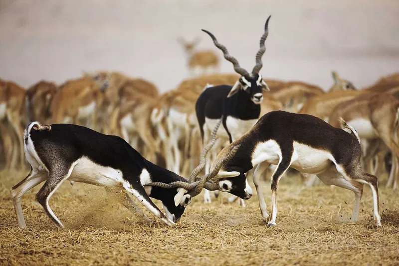 Sagareshwar Wildlife Sanctuary, Sangli