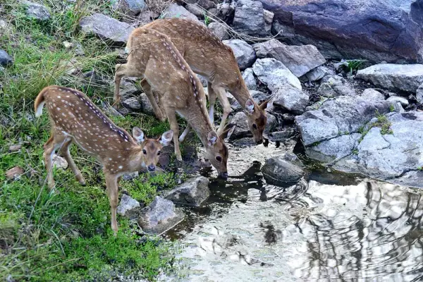 Pench National Park habitat / Satpura forest, Seoni