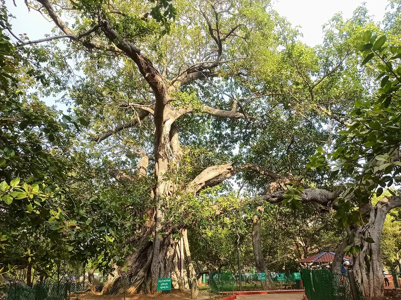 Pillalamarri, Suryapet