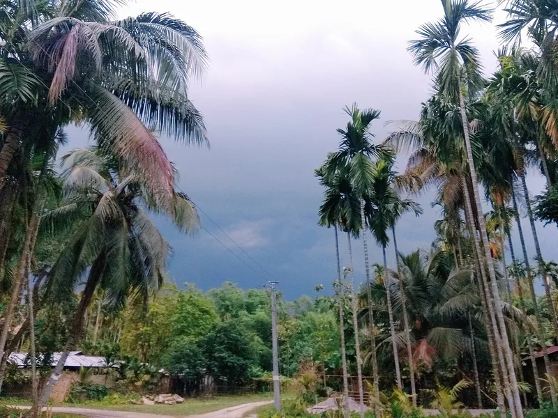 Nature of Phahurbari, Tamulpur