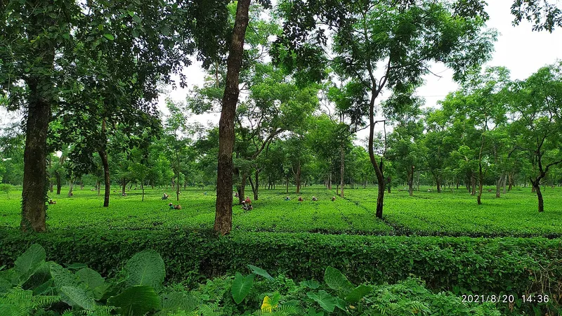 Paneri Tea Garden, Tamulpur