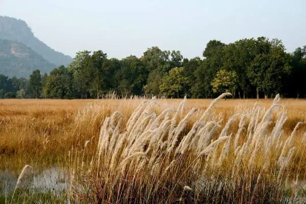 Bandhavgarh National Park landscape and waterhole, Umaria