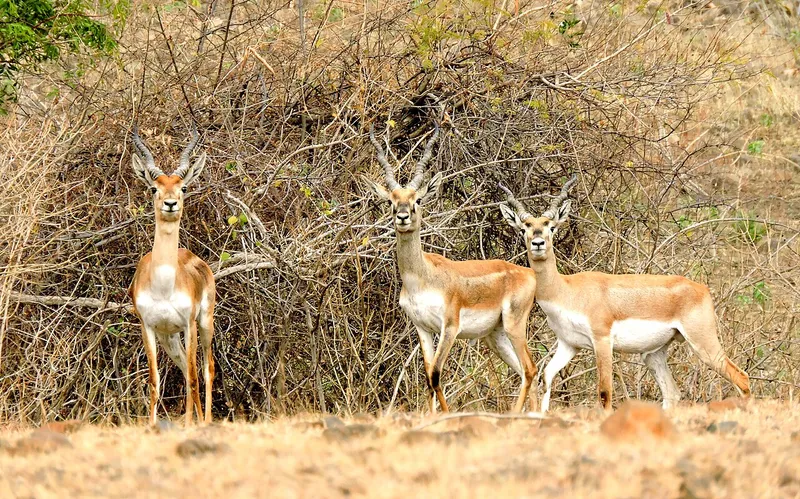 Karanja Sohol Wildlife Sanctuary, Washim