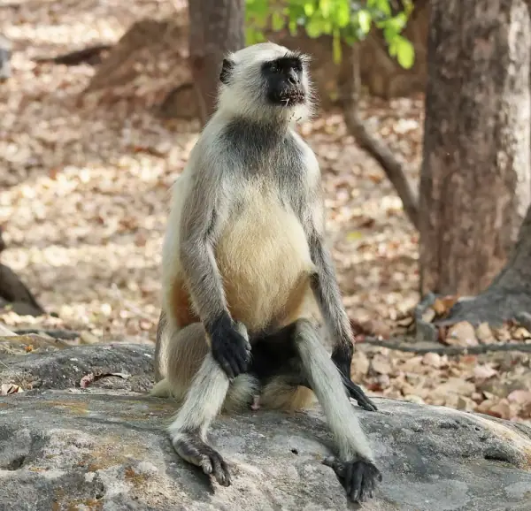 Bandhavgarh National Park Madhya Pradesh, Umaria