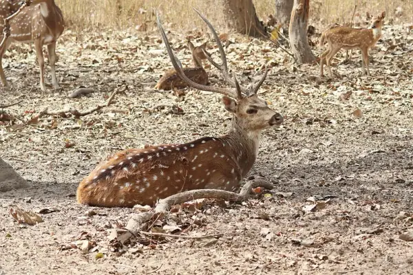 Bandhavgarh National Park, Umaria