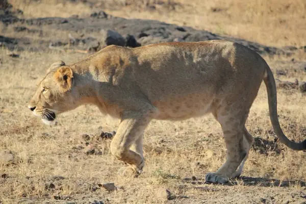 Gir National Park, Sasan Gir