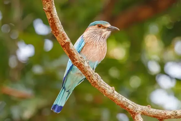 Kanha National Park Madhya Pradesh, Mandla