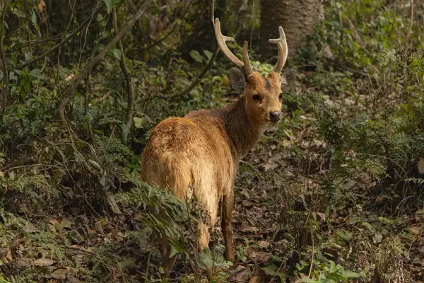 Kaziranga National Park, Kaziranga