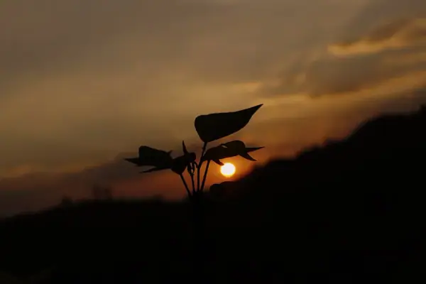 Munnar sunset, Munnar