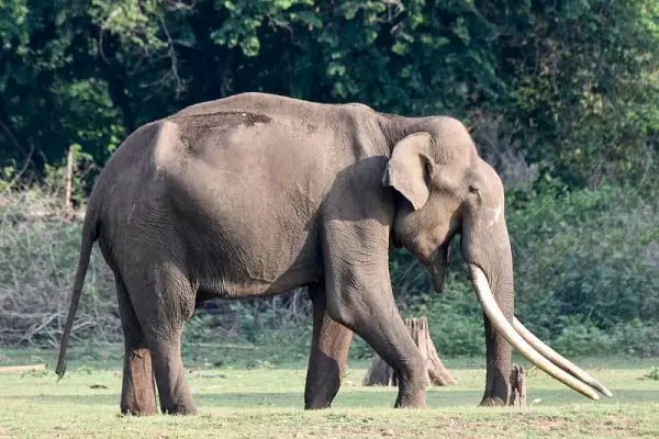 Nagarhole National Park Karnataka, Nagarhole