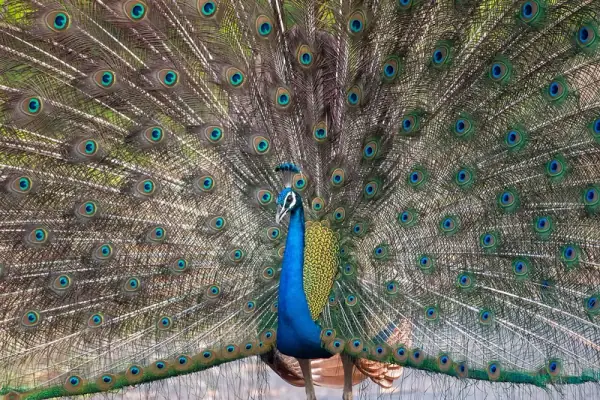 Pench National Park, Seoni