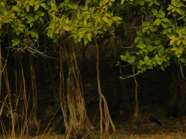 Ranthambore National Park aerial, Sawai Madhopur