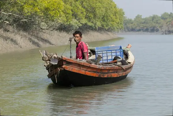 Sundarbans National Park, Sundarbans